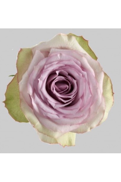 Махровий бутон троянди Луллабі